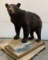 Taxidermy Bear