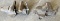 (2) Assorted Vises