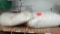 Lot of 2 Bags of Packaging Peanuts