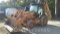 2006 Case Backhoe 590SM-2, SN: N5C394691, Asset 3230/6228 (Seller: City of Slidell)