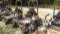 Grasshopper 223 Zero Turn Mower S/N 6313355, 753 Hours, Does Not Run, No Key, Unit PW190 (Seller: