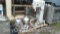 Lot on 2 Pallets of Hobart 60-Quart Mixer with Bowls, Whips, Corkscrew, Scrapper & Adapter (Seller: