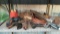 Lot on Shelf of Various Hose Clamps, Brad Nails, Table Saw Guard Rails, Electric Drill, Grease Gun,