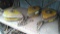 Lot on Shelf of 3 Dyna Lock 50-Ft Self Retracting Lanyards, Needs Recertification