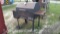 Homemade Steel BBQ Pit/Grill (Seller: St. Tammany Parish Sheriff)