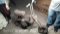 EZ Rider Mini Bike