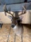10pt Whitetail Deer Mount