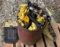 Solar Shock Fence Charger w/ Insulators