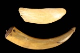 Powder Horn & Whale Tooth