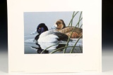 1988-89 Federal Duck Stamp Print & Stamps