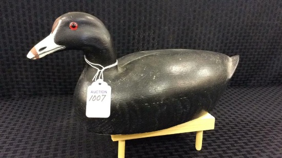 Whittington Coot