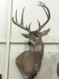 Deer Head Wall Mount (Pick Up Only)