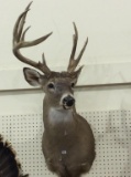 Deer Head Wall Mount (Pick Up Only)