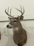Deer Head Wall Mount (Pick Up Only)