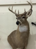 Deer Mount (Local Pick Up Only)