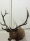 Lg. Elk Head (Will Not Ship)