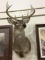 Wall Hanging Deer Mount