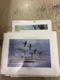 Group of 15 Un-Framed DU Duck Prints