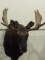 Moose Head Mount (Local Pick UP Only)