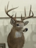 Deer Head Mount (Local Pick UP Only)