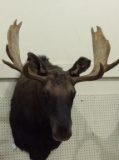 Moose Head Mount (Local Pick UP Only)