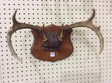 Sm. Mounted Antlers (16 X 9)