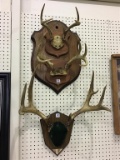 2 Boards w/ Mounted Antlers