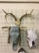 Lot of 3 Including Antlers & 2- Cow Skulls