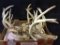 Group of Deer Antlers