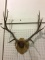 Wall Mounted Antlers on Board