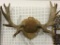 Moose Antlers Mounted on Board