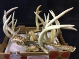 Group of Deer Antlers