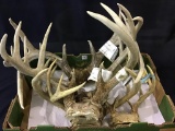 Group of Deer Antlers