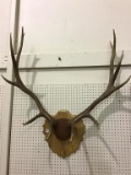 Wall Mounted Antlers on Board