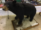 Full Mount Sm. Black Bear on Rolling Wood Stand