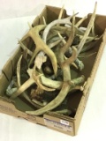 Group of Approx. 13 Various Antlers