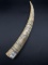 Scrimshaw Piece-The Bark Vernoica out of New