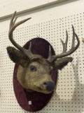 Wall Deer Mount-Orginally From Jumers Castle