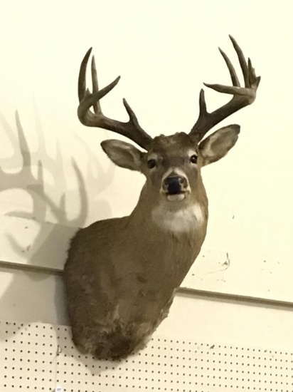Nice Deer Head Mount From