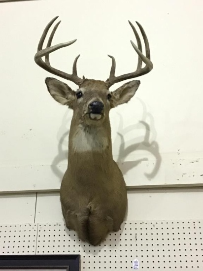 Nice Deer Head Mount From