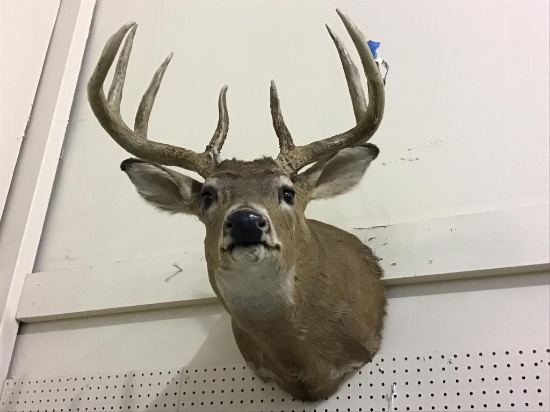 Nice Deer Head Mount From