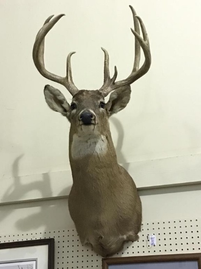 Nice Deer Head Mount From