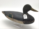 Brink Lane Lacon, IL 1900's Mallard Drake
