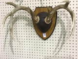 Shed Antler Mount on Board