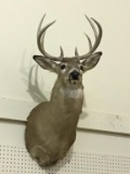Nice Deer Head Mount From