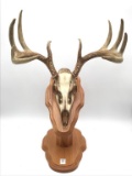 Skull Antler Shed Mount on Display Board