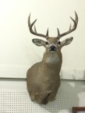 Nice Wall Hanging Deer Head Mount