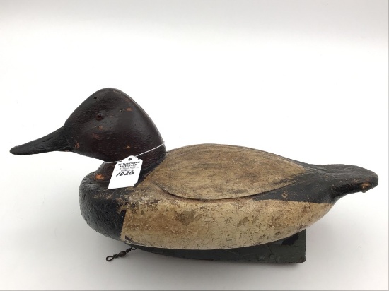 Michigan Canvasback
