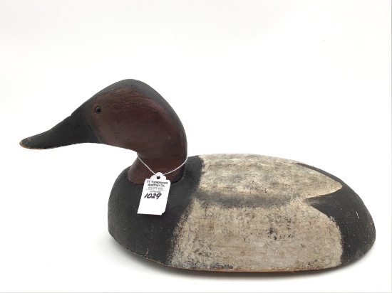 Michigan Bobtail Canvasback