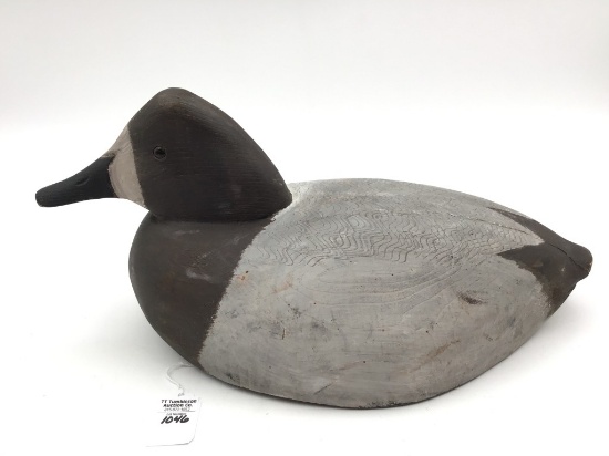 Michigan Canvasback Hen